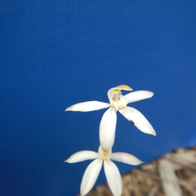 Caladenia moschata (Musky Caps) at Point 112 - 29 Oct 2016 by MichaelMulvaney