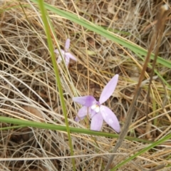 Glossodia major (Wax Lip Orchid) at Point 112 - 29 Oct 2016 by MichaelMulvaney