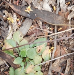 Speculantha rubescens (Blushing Tiny Greenhood) at Point 112 - 29 Oct 2016 by MichaelMulvaney