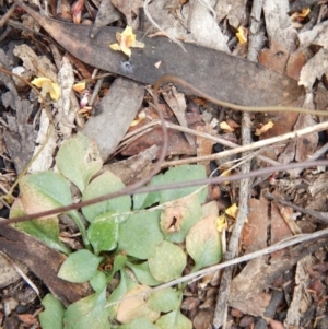 Speculantha rubescens at Point 112 - 30 Oct 2016