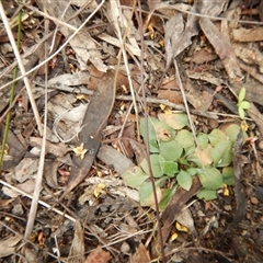 Speculantha rubescens at Point 112 - 30 Oct 2016