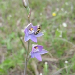 Thelymitra pauciflora (Slender Sun Orchid) at Kambah, ACT - 30 Oct 2016 by ACTParks-InvasivePlantsTeam