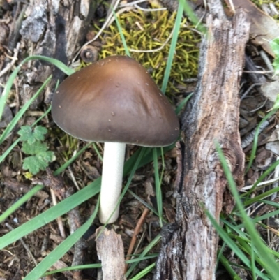 Oudemansiella gigaspora group (Rooting Shank) at Bungendore, NSW - 30 Oct 2016 by yellowboxwoodland