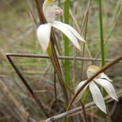 Caladenia moschata (Musky Caps) at Point 120 - 30 Oct 2016 by MichaelMulvaney