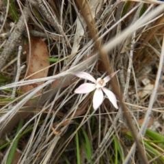 Caladenia fuscata (Dusky Fingers) at Point 120 - 30 Oct 2016 by MichaelMulvaney