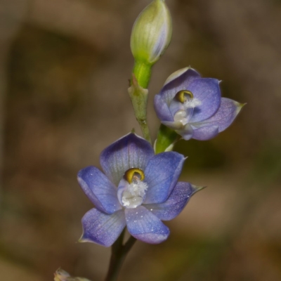 Thelymitra peniculata at Bournda, NSW - 23 Oct 2011 by offshore