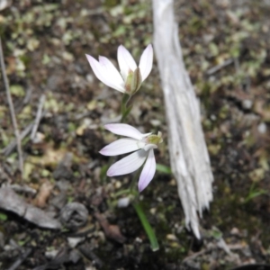 Caladenia carnea at Burrinjuck, NSW - suppressed