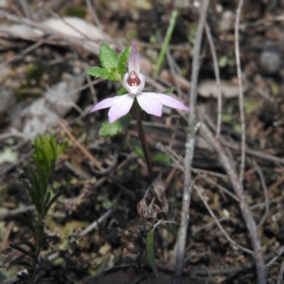 Caladenia fuscata (Dusky Fingers) at Burrinjuck, NSW - 26 Sep 2016 by RyuCallaway