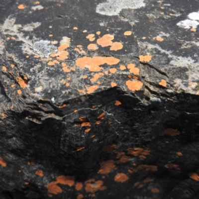Caloplaca sp. (Firedot Lichen) at Burrinjuck, NSW - 26 Sep 2016 by RyuCallaway