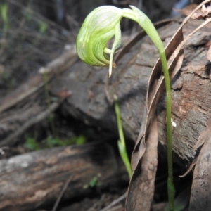 Pterostylis nutans at Burrinjuck, NSW - 26 Sep 2016