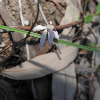 Caladenia fuscata (Dusky Fingers) at Burrinjuck, NSW - 26 Sep 2016 by RyuCallaway