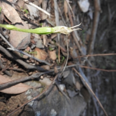 Pterostylis nutans (Nodding Greenhood) at Burrinjuck, NSW - 26 Sep 2016 by RyuCallaway