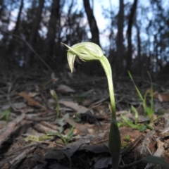 Pterostylis nutans (Nodding Greenhood) at Burrinjuck, NSW - 26 Sep 2016 by RyuCallaway