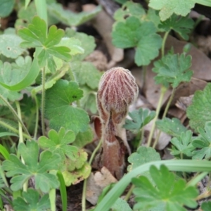 Orobanche minor at Ainslie, ACT - 30 Oct 2016