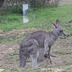 Macropus giganteus (Eastern Grey Kangaroo) at Burrinjuck, NSW - 26 Sep 2016 by RyuCallaway