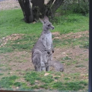 Macropus giganteus at Burrinjuck, NSW - 27 Sep 2016