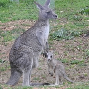 Macropus giganteus at Burrinjuck, NSW - 27 Sep 2016