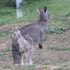 Macropus giganteus at Burrinjuck, NSW - 27 Sep 2016