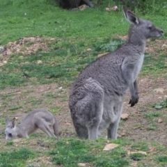 Macropus giganteus at Burrinjuck, NSW - 27 Sep 2016