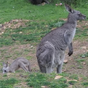 Macropus giganteus at Burrinjuck, NSW - 27 Sep 2016