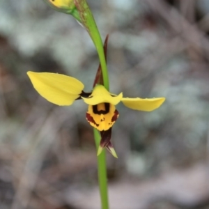 Diuris sulphurea at Majura, ACT - 30 Oct 2016