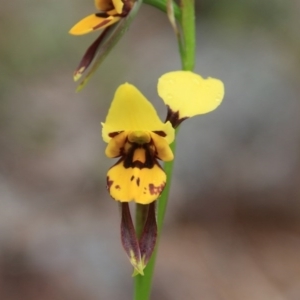 Diuris sulphurea at Majura, ACT - 30 Oct 2016