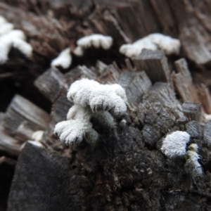 Schizophyllum commune at Burrinjuck, NSW - 27 Sep 2016