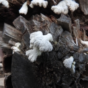 Schizophyllum commune at Burrinjuck, NSW - 27 Sep 2016