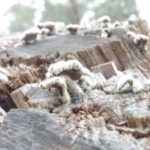 Schizophyllum commune at Burrinjuck, NSW - 27 Sep 2016