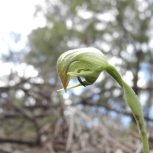 Pterostylis nutans at Burrinjuck, NSW - 27 Sep 2016