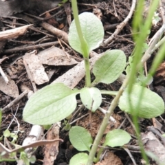 Pterostylis nutans at Burrinjuck, NSW - 27 Sep 2016