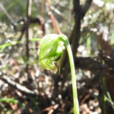 Pterostylis nutans (Nodding Greenhood) at Burrinjuck, NSW - 28 Sep 2016 by RyuCallaway