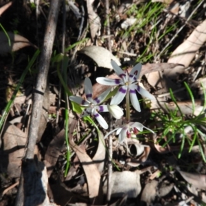 Wurmbea dioica subsp. dioica at Burrinjuck, NSW - 28 Sep 2016