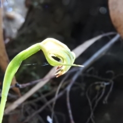 Pterostylis nutans (Nodding Greenhood) at Burrinjuck, NSW - 28 Sep 2016 by RyuCallaway