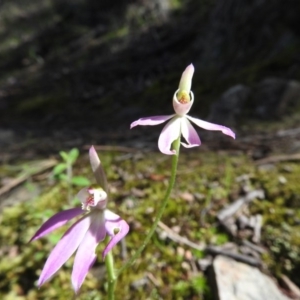 Caladenia carnea at Burrinjuck, NSW - suppressed