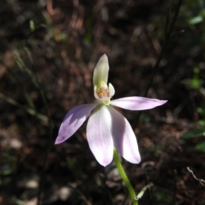 Caladenia carnea at Burrinjuck, NSW - 28 Sep 2016