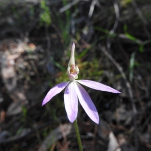 Caladenia carnea at Burrinjuck, NSW - suppressed