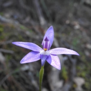 Glossodia major at Burrinjuck, NSW - 28 Sep 2016