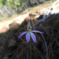 Caladenia carnea (Pink Fingers) at Burrinjuck, NSW - 28 Sep 2016 by RyuCallaway