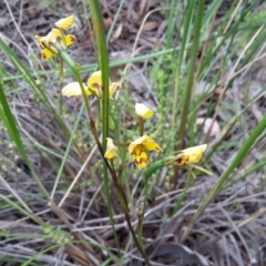 Diuris nigromontana (Black Mountain Leopard Orchid) at Canberra Central, ACT - 28 Oct 2016 by galah681