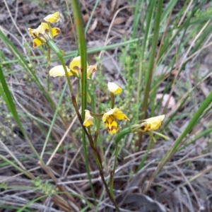 Diuris nigromontana at Canberra Central, ACT - suppressed