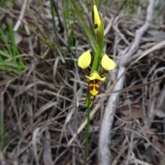 Diuris sulphurea (Tiger Orchid) at Point 4999 - 29 Oct 2016 by galah681