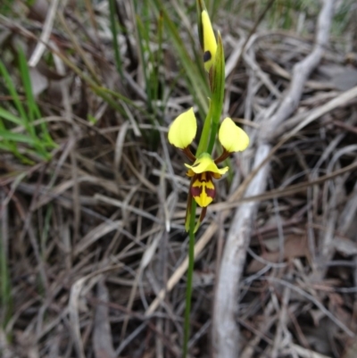 Diuris sulphurea (Tiger Orchid) at Point 4999 - 28 Oct 2016 by galah681