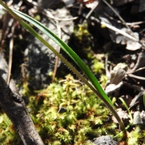 Caladenia carnea at Burrinjuck, NSW - 28 Sep 2016