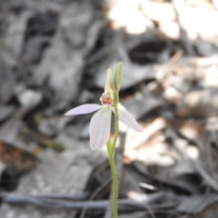 Caladenia carnea (Pink Fingers) at Burrinjuck, NSW - 28 Sep 2016 by RyuCallaway