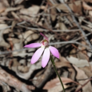 Caladenia carnea at Burrinjuck, NSW - suppressed