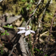 Caladenia carnea (Pink Fingers) at Burrinjuck, NSW - 28 Sep 2016 by RyuCallaway