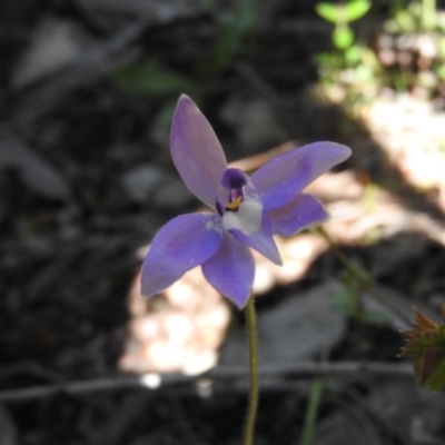 Glossodia major (Wax Lip Orchid) at Burrinjuck, NSW - 28 Sep 2016 by RyuCallaway