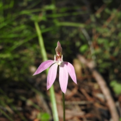 Caladenia carnea (Pink Fingers) at Burrinjuck, NSW - 28 Sep 2016 by RyuCallaway