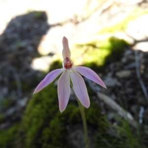 Caladenia carnea at Burrinjuck, NSW - 28 Sep 2016